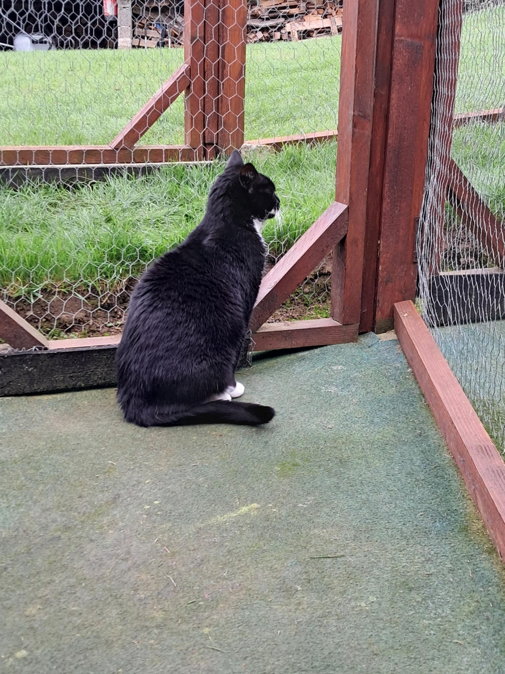 Chat dans l'enclos extérieur sécurisé de la pension Royal Félin