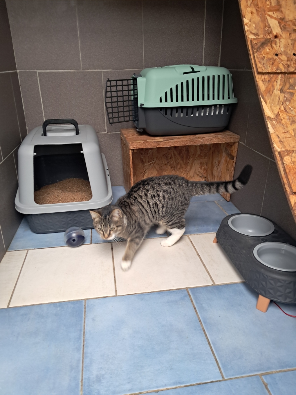 Suite individuelle équipée avec gamelles et litière pour chat pensionnaire